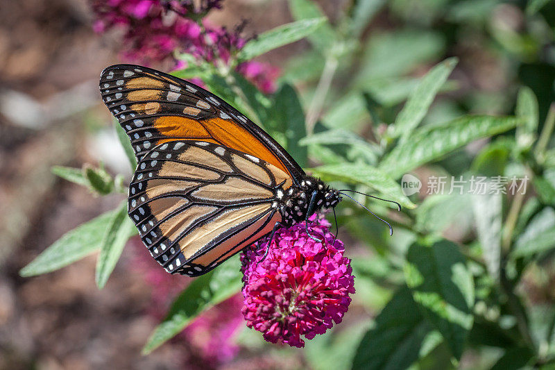 黑脉金斑蝶(Danaus plexippus)在大卫醉蝶(budleia)上